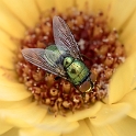 Blume 20150715_0045 als Smartobjekt-1 Kopie